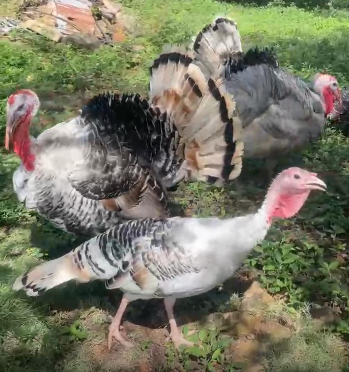 Pavos en el pasto